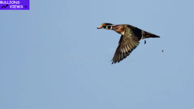 wood ducks poop