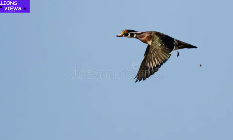 wood ducks poop